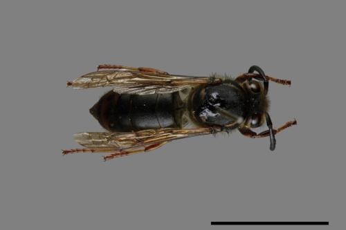 Vespula flaviceps[細黃胡蜂][00073140]