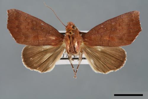 Anomis metaxantha[00006927]