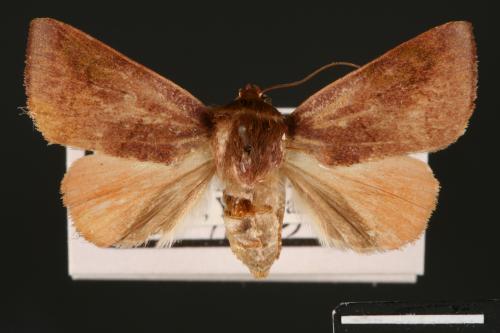 Carea internifusca[間赭瘤蛾][00004650]