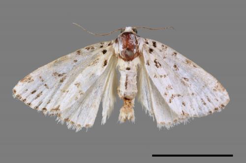 <已分類>Family：Geometridae[尺蠖蛾科][00053854]