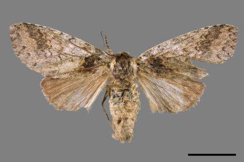 Pseudofentonia nigrofasciata[00052415]