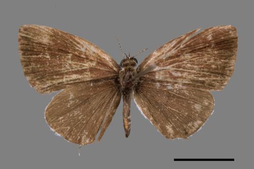 Megisba malaya sikkima[臺灣黑星小灰蝶][00056341]