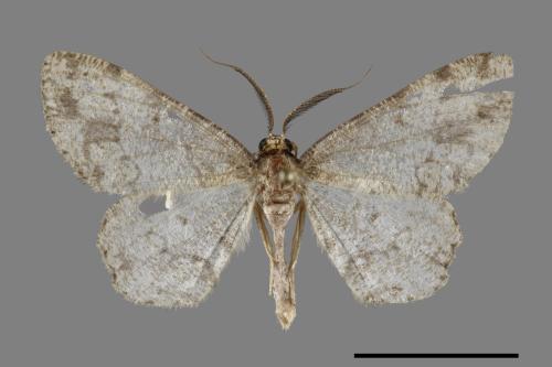 Deileptenia rimosaria[黑斑微黃尺蛾][00069842]