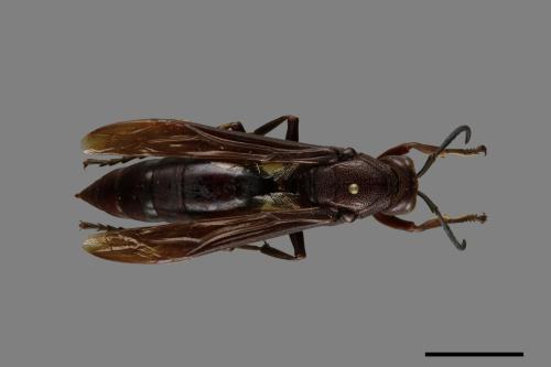 Polistes gigas[巨長腳蜂][00074373]