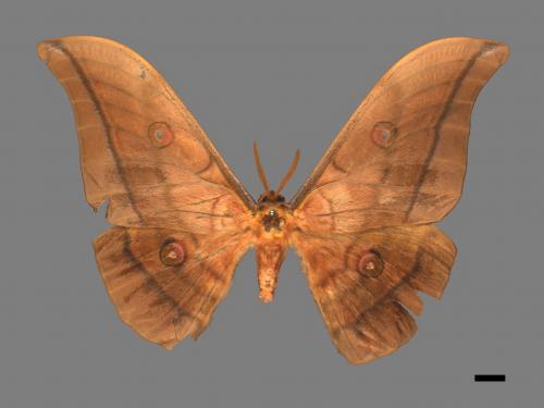 Antheraea yamamai superba[大透目天蠶蛾][00016084]