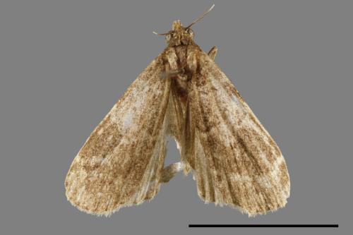<已分類>Family：Noctuidae[夜蛾科][00010863]