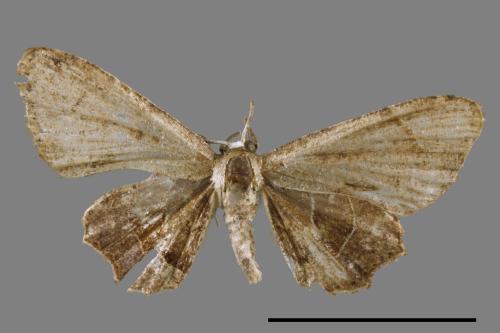 Phazaca alikangensis[里港圓翅雙尾蛾][00012572]