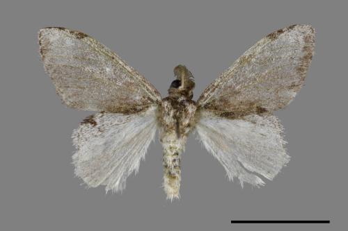 Liparopsis postalbida[中灰舟蛾][00053555]