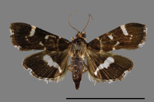 Spoladea recurvalis[00055190]