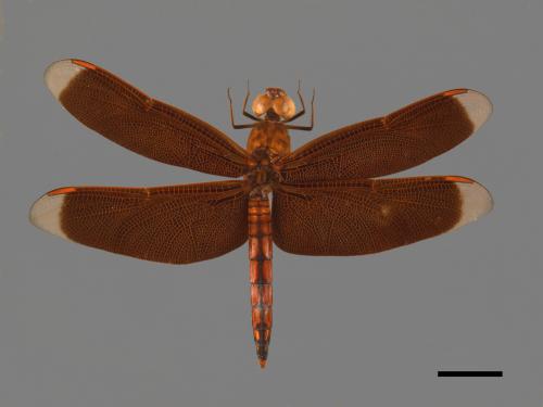 Neurothemis ramburii ramburii[善變蜻蜓][00103241]