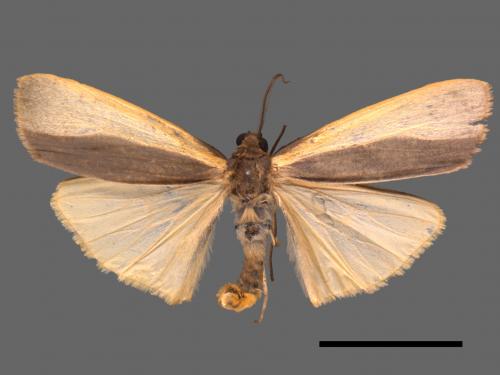 Agylla divisa[梯雙分華苔蛾][00018477]