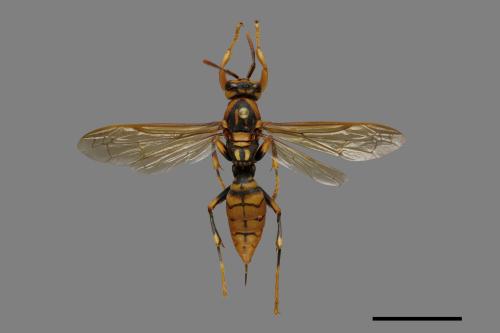 Polistes rothneyi[黃長腳蜂][00074330]