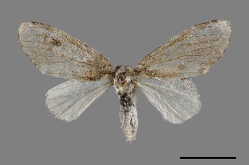 Liparopsis postalbida[中灰舟蛾][00051489]