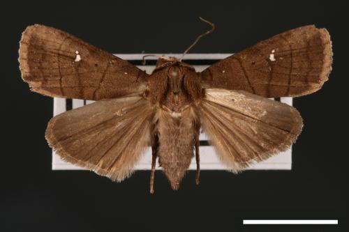 Athetis lineosa[線夜蛾][00003335]