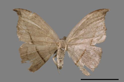Albara reversaria opalescens[單帶鉤蛾][00044578]