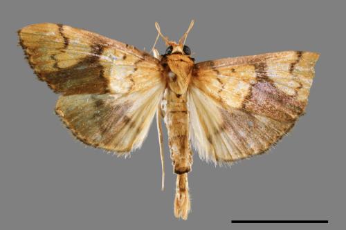 <已分類>Family：Crambidae[草螟科][00063801]