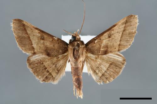 Hypospila bolinoides[00006531]