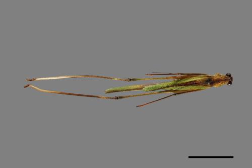 <已分類>Order：Orthoptera[直翅目][00048009]