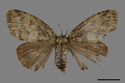 Ilema olivacea[角斑毒蛾][00051486]
