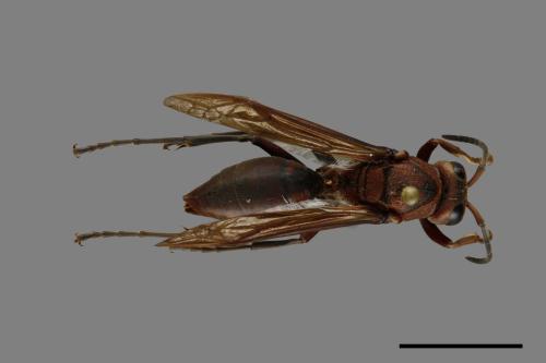 Polistes tenebricosus[赭褐長腳蜂][00074397]