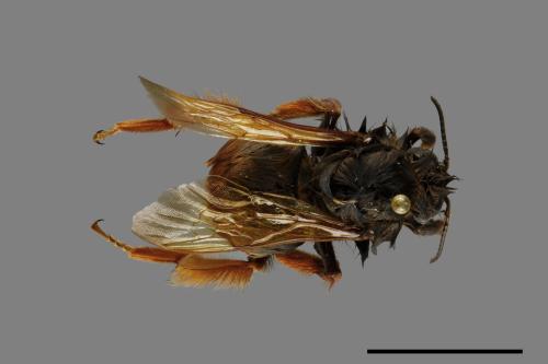 Bombus eximius[精選熊蜂][00087803]