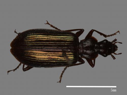 <已分類>Family：Carabidae[步行蟲科][00046248]