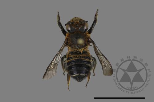 Megachile sauteri[紹德切葉蜂][00094396]