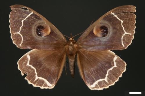 Erebus albicincta obscurata[玉邊魔目夜蛾][00005238]