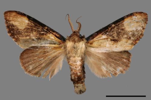 Formofentonia orbifer rotundata[圓紛舟蛾][00035552]