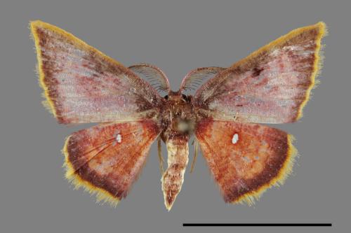 Chrysocraspeda sanguinea[三角赤姬尺蛾][00099717]