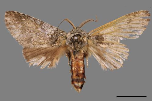 Pseudofentonia nigrofasciata[00037590]