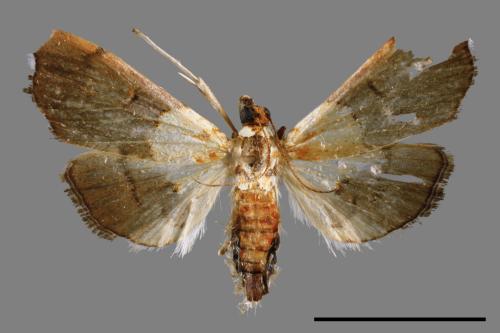 <已分類>Family：Crambidae[草螟科][00065621]