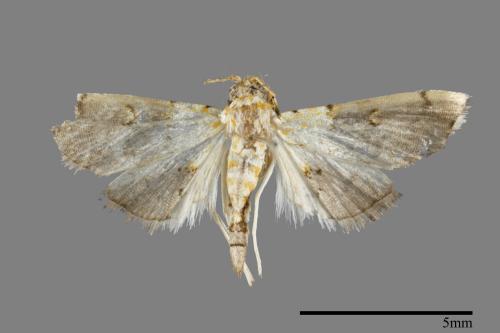 <已分類>Family：Crambidae[草螟科][00093174]