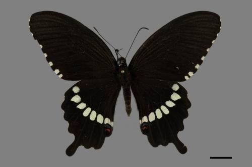 Papilio polytes polytes[玉帶鳳蝶][00102046]