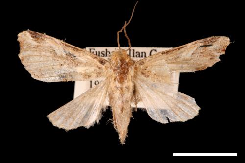 Callopistria repleta[紅暈散紋夜蛾][00002528]