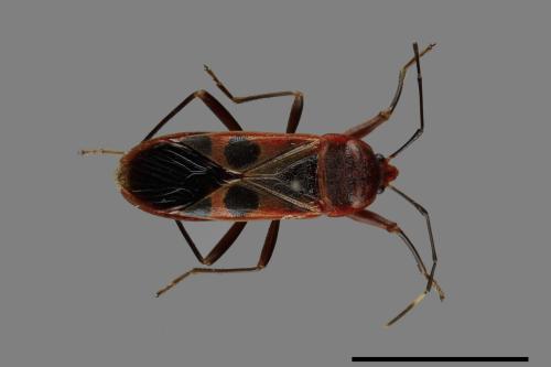 Physopelta gutta[大星椿象][00049638]