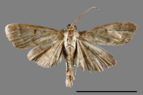 <已分類>Family：Crambidae[草螟科][00022217]