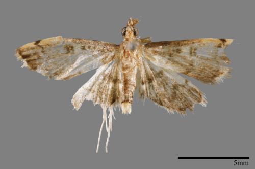 <已分類>Family：Crambidae[草螟科][00067047]