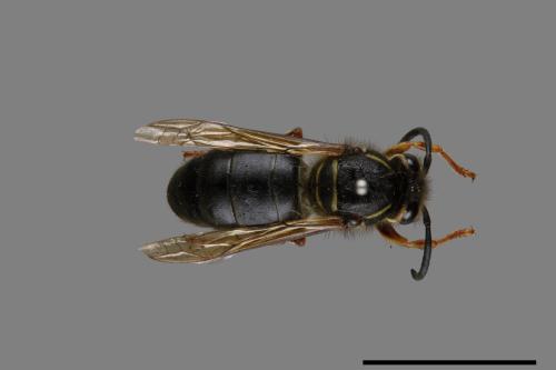 Vespula flaviceps[細黃胡蜂][00073192]