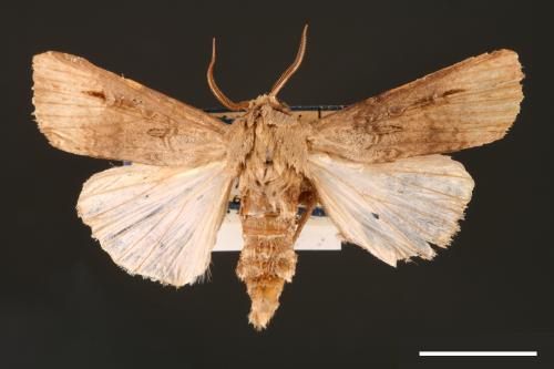 Agrotis ipsilon[小地老虎][00000670]