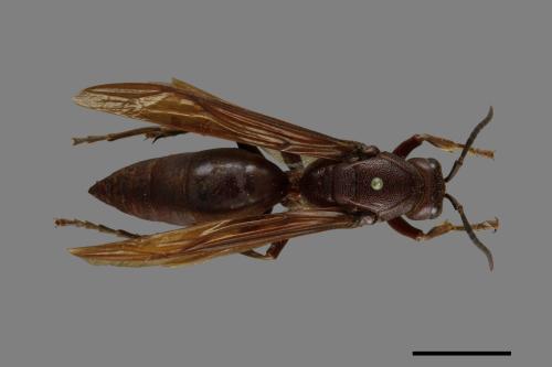 Polistes gigas[巨長腳蜂][00074374]