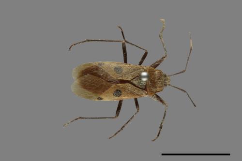 Physopelta quadriguttata[00075292]