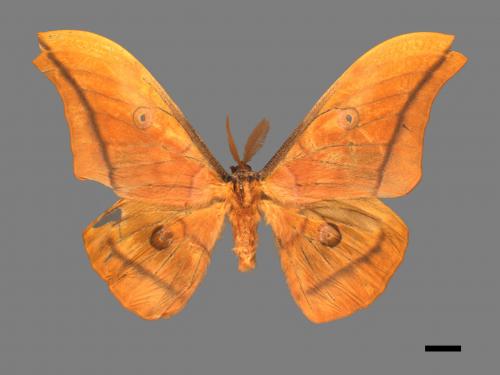 Antheraea yamamai superba[大透目天蠶蛾][00016095]