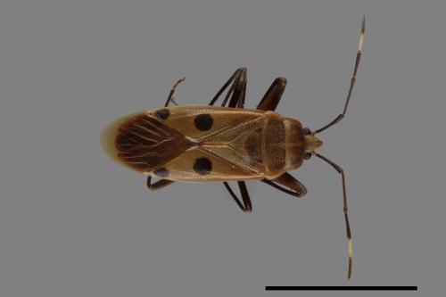 Physopelta quadriguttata[00040947]
