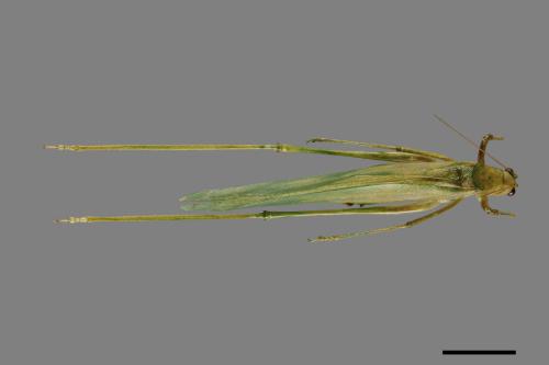 <已分類>Order：Orthoptera[直翅目][00048006]