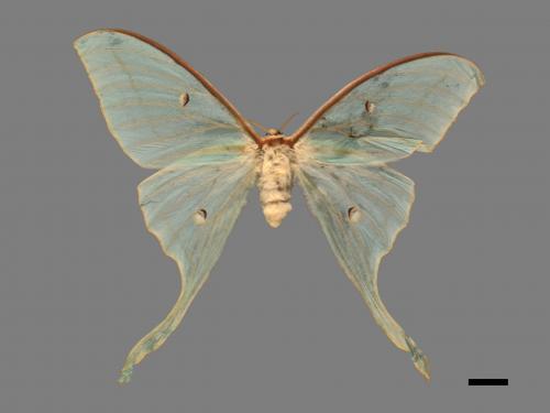 Actias selene ningpoana[長尾水青蛾][00105525]