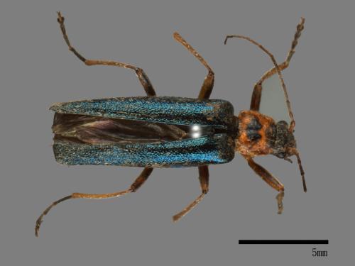 <已分類>Family：Cantharidae[菊虎科][00026184]