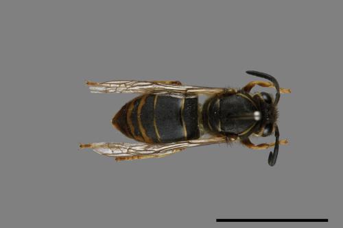 Vespula flaviceps[細黃胡蜂][00073130]