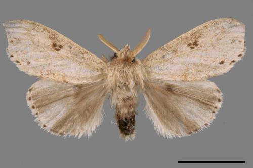 Calliteara angulata[點茸毒蛾][00059337]