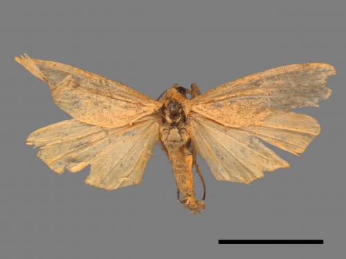 Eilema usuguronis[黃邊土苔蛾][00044589]